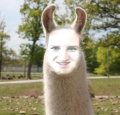 Caity the llama.jpg